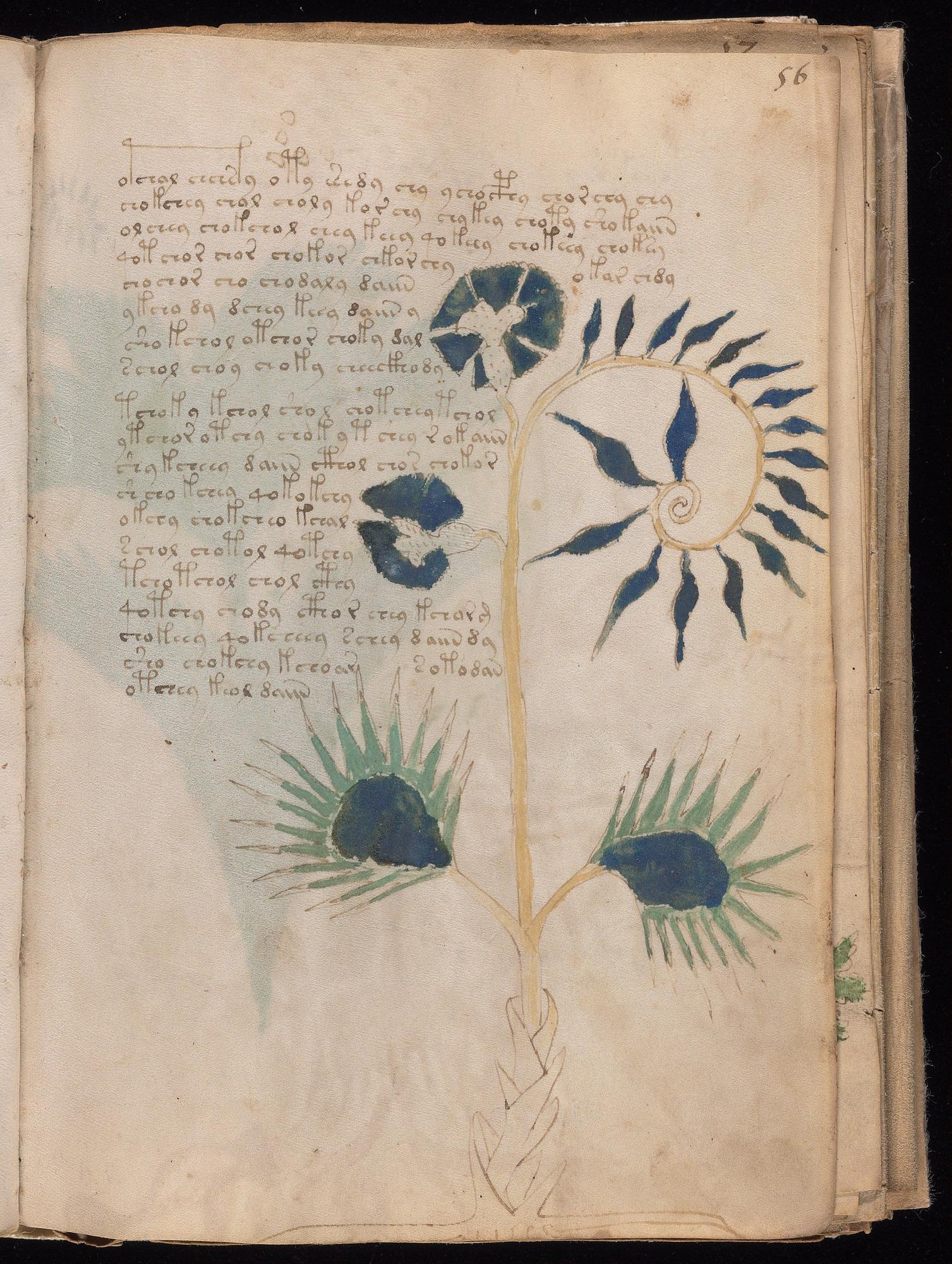 Voynich Manuscript folio f56r — Beinecke MS 408